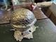 1970's Walnut Shaped Reuge Trinket & Music Box With Leaf Base Works